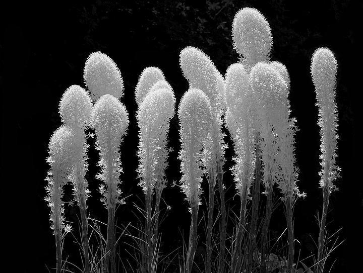 Bear Grass Group 3a b-w.jpg